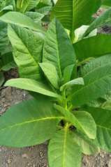 Tobacco leaf in the garden