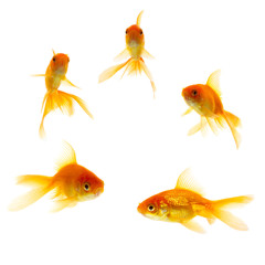 Fototapeta premium Five Gold Fishes isolated on white background