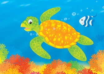 Ingelijste posters Schildpad en vissen zwemmen over een koraalrif © Alexey Bannykh