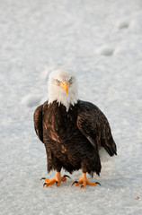 Close-up Portrait of Bald Eagle