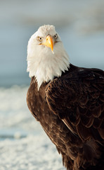 Close-up Portrait of Bald Eagle