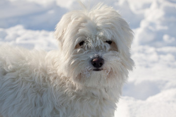 cane maltese sulla neve