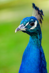 Portrait of blue peacock