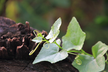 Coccinia grandis on a tree stump