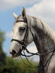 Andalusian Stallions profile with bridle