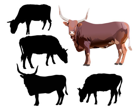 bull and cows isolated on white