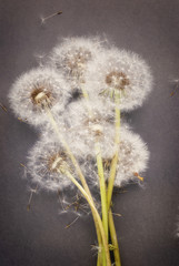 Bunch of dandelion seeds