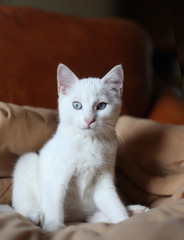 chaton blanc aux yeux bleus