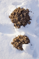 new molehills in the garden on snow