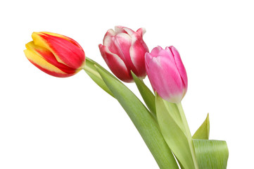Fototapeta premium Trzy kwiaty tulipanów