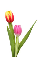 Two tulip flowers