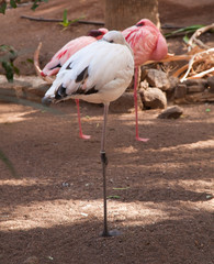 resting flamingoes
