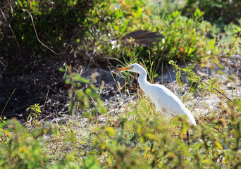 Yellow-billed Egret (Mesophoyx intermedia) eating a lizard.