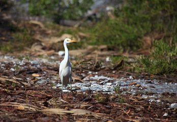 Yellow-billed Egret (Mesophoyx intermedia)