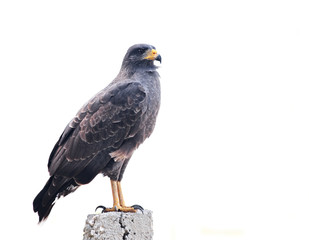 Snail Kite (Rostrhamus sociabilis)