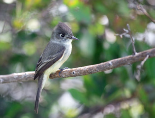 Obraz premium Bird squad passerines.