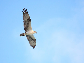 Osprey (Pandion haliaetus)