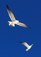 Great Black-backed Gull (Larus marinus)