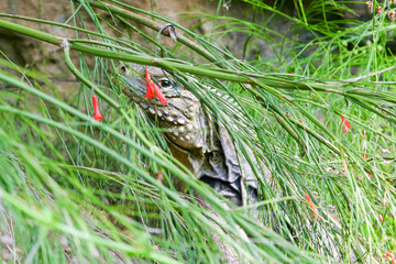 Iguana