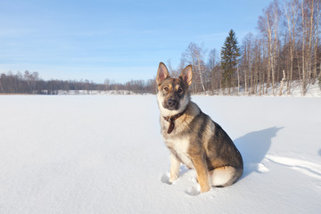 dog and winter forest