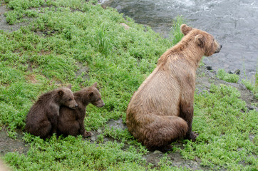 Grizzly bear cubs © Tony Campbell