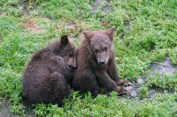 Grizzly bear cubs