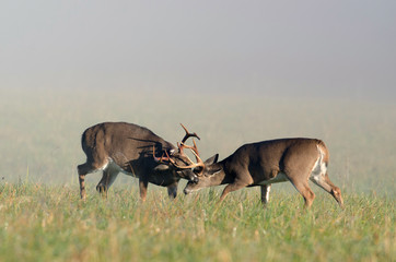 Two whitetail deer bucks sparring