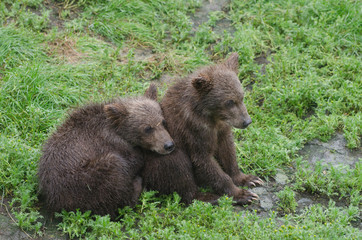 Obraz na płótnie Canvas Grizzly bear cubs