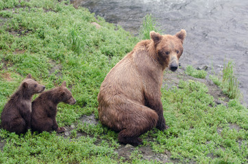 Obraz premium Grizzly bear cubs