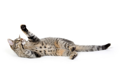Cute tabby cat on white