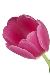 Frühlings Tulpeblüte Pink