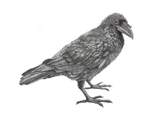 raven.birds.black.