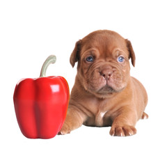 Puppy as small as pepper