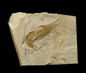 Fossil of a prawn or shrimp. Aeger tipularius. On black. © marcel