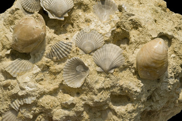 Fossilized shells.