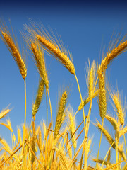 Fototapeta premium Wheat field against a blue sky
