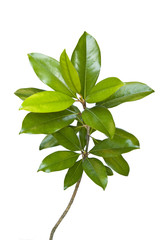 A generic plant, isolated on white.