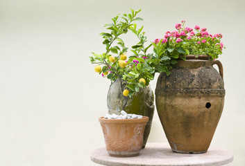 Terracotta pots with flowers and lemons. Mediterranean garden