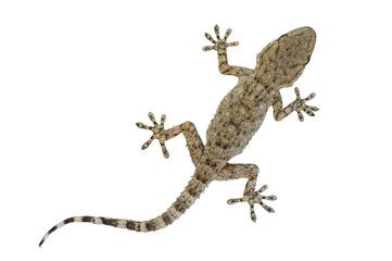 Baby Moorish gecko, (