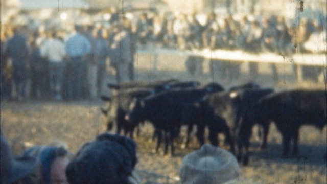 Cattle Run Event (Archival 1950s)