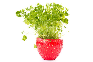 parsley