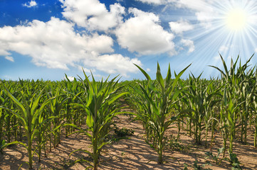 Corn field under blue sky with some clouds
