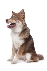 Finnish Lapphund