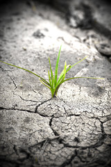 Green plant growing from cracked earth. New life.
