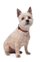 cairn terrier