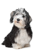 Havanese Bichon