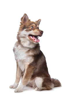 Finnish Lapphund