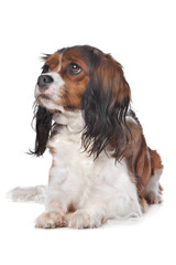Cavalier King Charles spaniel