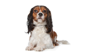 Cavalier King Charles spaniel