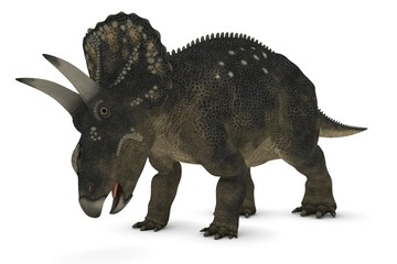 Diceratops / Nedoceratops